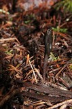Geoglossum umbratile image
