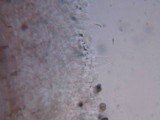 Psathyrella piluliformis image