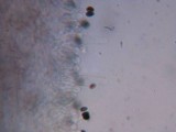 Psathyrella piluliformis image