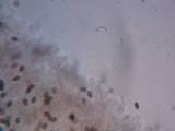 Psathyrella piluliformis image