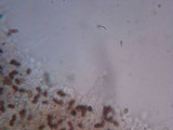 Psathyrella piluliformis image