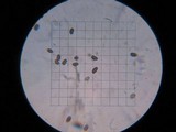 Psathyrella piluliformis image