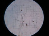 Psathyrella piluliformis image