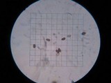 Psathyrella piluliformis image