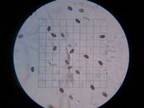 Psathyrella piluliformis image