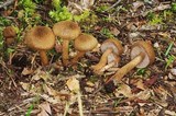 Inocybe flocculosa image