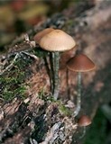 Psilocybe serbica image