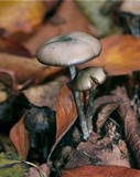 Psilocybe serbica image