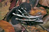 Psilocybe serbica image