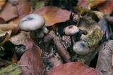 Psilocybe serbica image