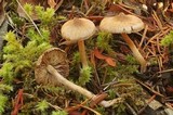 Inocybe nitidiuscula image