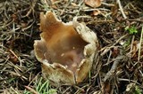 Sarcosphaera coronaria image