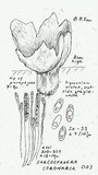 Sarcosphaera coronaria image