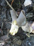 Helvella palustris image