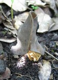 Helvella palustris image