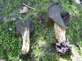 Helvella palustris image