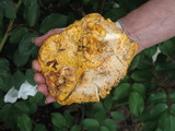 Cantharellus roseocanus image