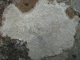 Aspicilia cinerea image