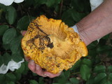 Cantharellus roseocanus image