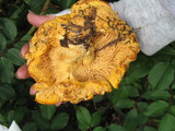 Cantharellus roseocanus image
