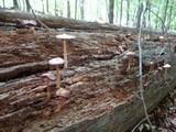 Entoloma strictius image