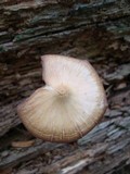 Entoloma strictius image