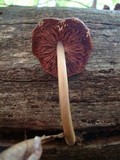 Entoloma strictius image