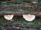 Entoloma strictius image