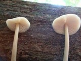 Entoloma strictius image