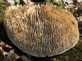 Daedalea quercina image