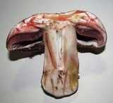 Agaricus lilaceps image