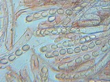 Helvella palustris image