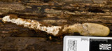 Cordyceps gunnii image