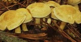 Agrocybe sororia image