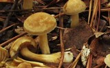 Agrocybe sororia image