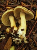 Agrocybe sororia image