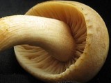 Agrocybe sororia image