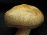 Agrocybe sororia image