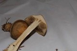 Agrocybe sororia image