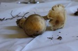 Agrocybe sororia image