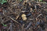 Agrocybe sororia image