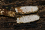 Cordyceps gunnii image