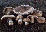 Agaricus lilaceps image