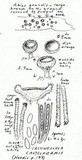 Lachnellula calyciformis image