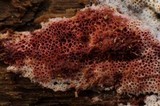 Ceriporia purpurea image