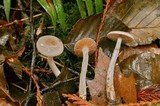 Cortinarius epipoleus image