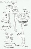 Cortinarius epipoleus image