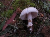 Amanita roseolamellata image