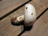 Amanita roseolamellata image