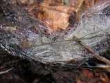 Phycomyces blakesleeanus image